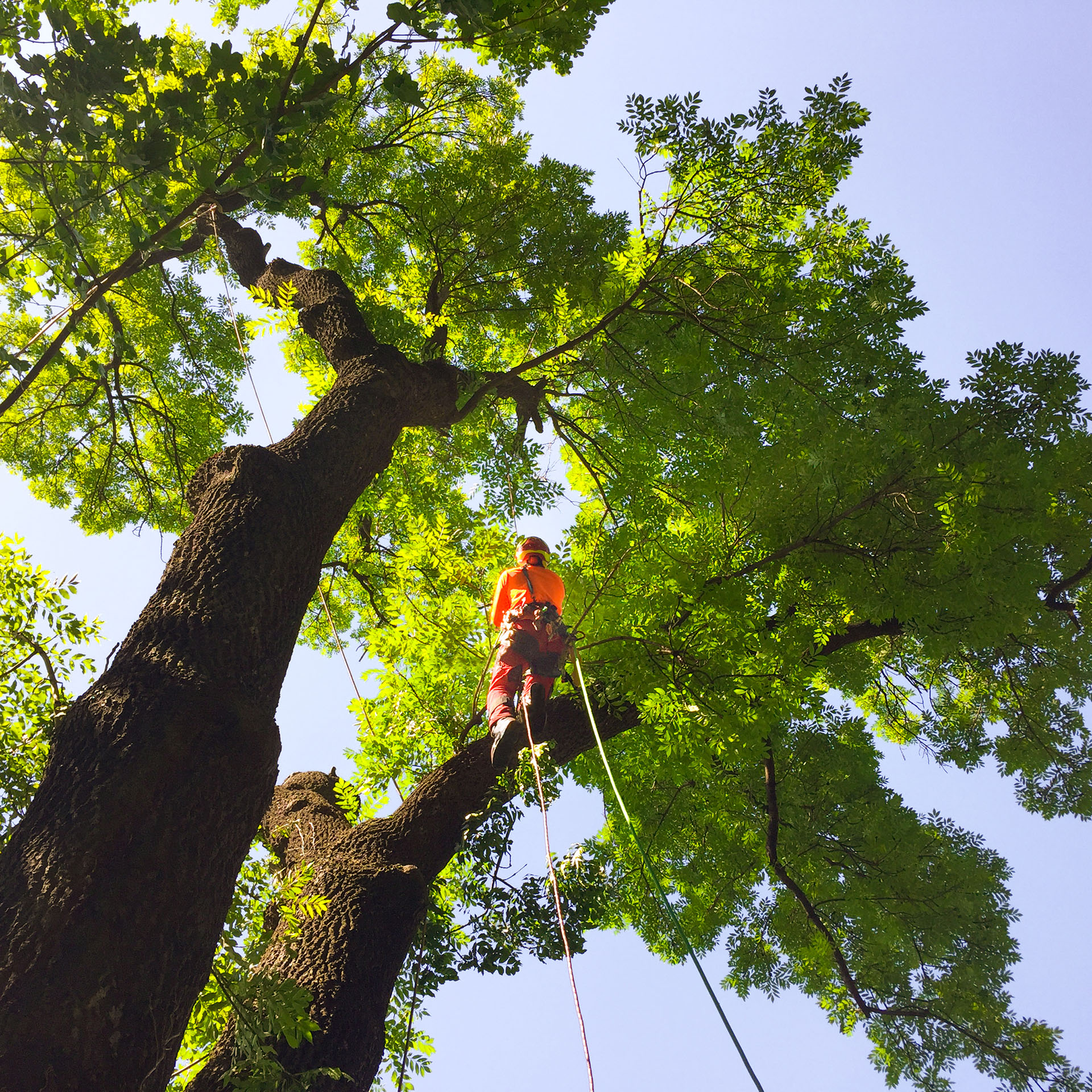 Baumpflege mit Seilklettertechnik