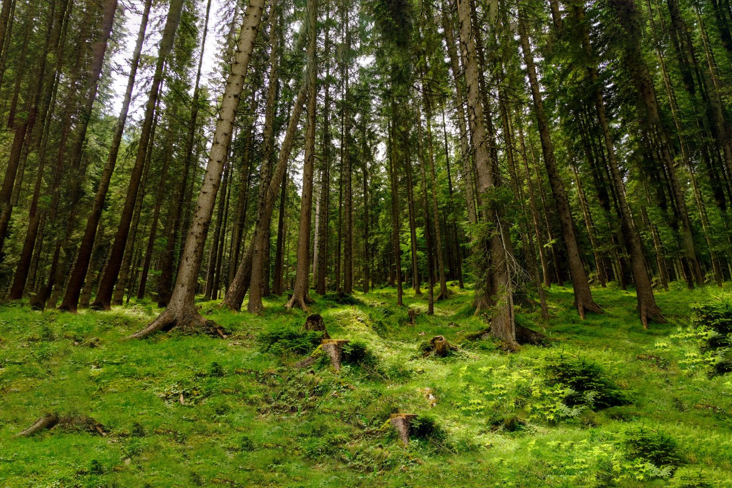 Baumarbeiten Spiegel - Professionelle Baumpflege